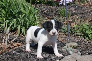 Ziggy - Rat Terrier for sale