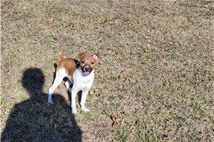 Tundra - Rat Terrier for sale