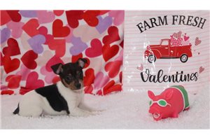 Candy - Rat Terrier for sale