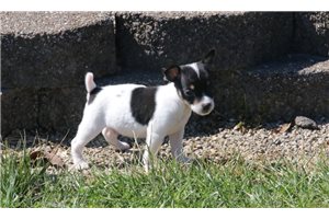 Ripley - Rat Terrier for sale