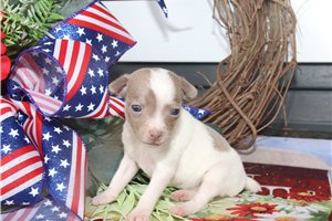 Payton - Rat Terrier for sale