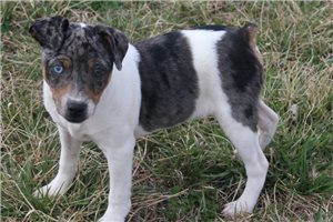 Stormy - Rat Terrier for sale