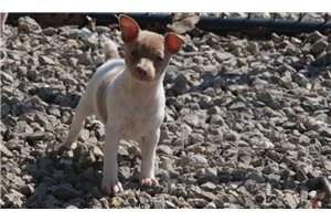 Lilac - Rat Terrier for sale