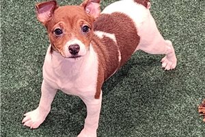 Nahla - Rat Terrier for sale