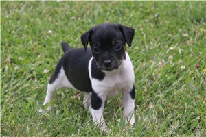Demi - Rat Terrier for sale