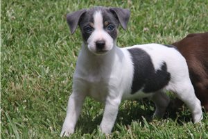 Niles - Rat Terrier for sale