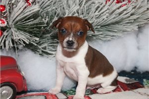 Bentley - puppy for sale