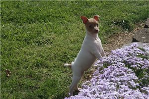 Lily - Rat Terrier for sale