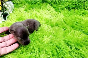 Nibbles - Rat Terrier for sale
