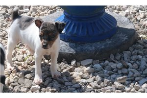 Kelly - Rat Terrier for sale