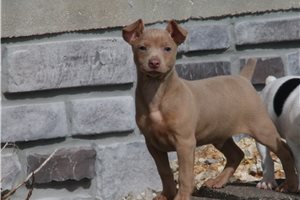 Velvet - Rat Terrier for sale