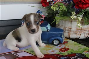 Berry - Rat Terrier for sale