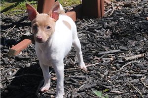 Lily - puppy for sale