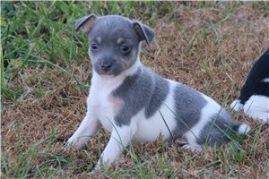 Rat terrier fashion for in arkansas