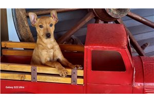 Conner - Rat Terrier for sale