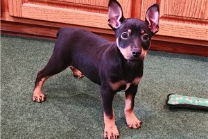 Reese - puppy for sale