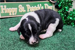 Scout - puppy for sale