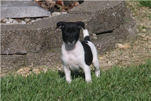 Oreo - Rat Terrier for sale