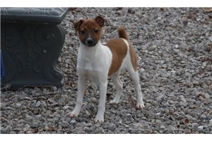 Rat terrier for clearance sale in arkansas