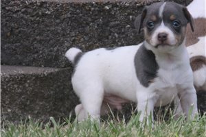 Levi - Rat Terrier for sale