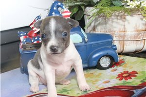 Sky - Rat Terrier for sale