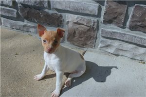 Lily - Rat Terrier for sale