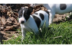 Spunky - Rat Terrier for sale