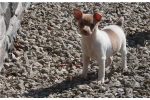 Lilac - Rat Terrier for sale