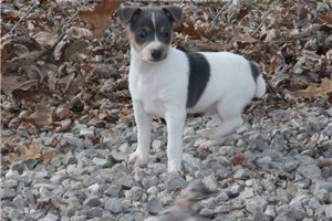 Echo - Rat Terrier for sale