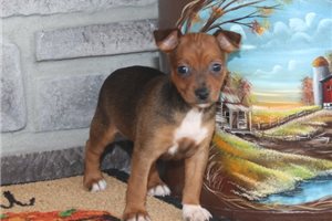 Laika - Rat Terrier for sale