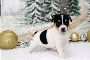 Jingles - puppy for sale