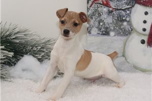 Singleton - puppy for sale