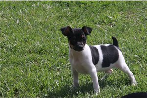 Chance - Rat Terrier for sale