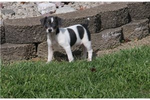 Beau - Rat Terrier for sale