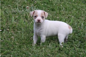 Lana - Rat Terrier for sale