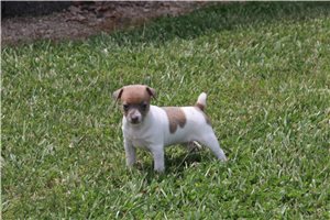 Capri - Rat Terrier for sale
