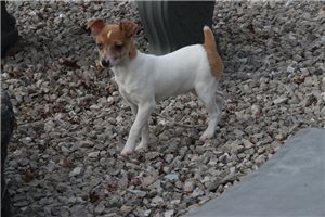 Taffy - Rat Terrier for sale