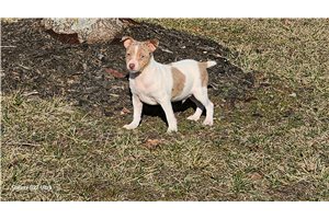 Dusty - Rat Terrier for sale