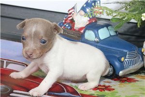 Celeste - Rat Terrier for sale