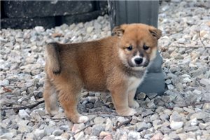 Jess - Shiba Inu for sale
