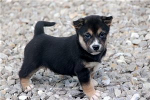 Gus - Shiba Inu for sale