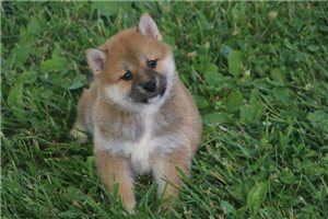 Oscar - Shiba Inu for sale