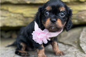 Trudy - Cavalier King Charles Spaniel for sale