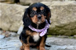 Trudy - Cavalier King Charles Spaniel for sale