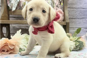 Aggy - Labrador Retriever for sale
