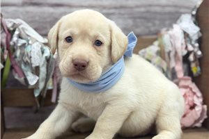 Alamo - puppy for sale