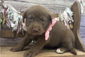 Autumn - puppy for sale