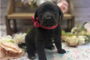 Amelia - puppy for sale