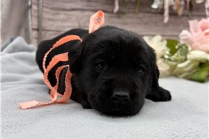 Misty - puppy for sale