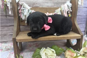 Misty - Labrador Retriever for sale